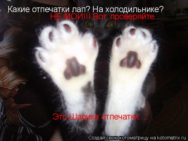 Котоматрица: Какие отпечатки лап? На холодильнике? НЕ МОИ!!! Вот, проверяйте...  Это Шарика отпечатки....