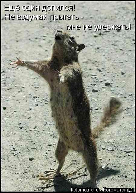 Котоматрица: Ещё один допился! Не вздумай прыгать -  мне не удержать!