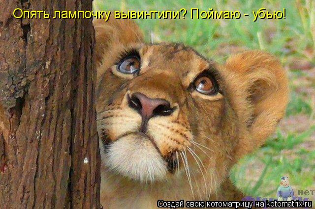 Котоматрица: Опять лампочку вывинтили? Поймаю - убью!