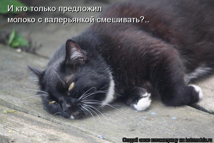 Котоматрица: И кто только предложил  молоко с валерьянкой смешивать?..