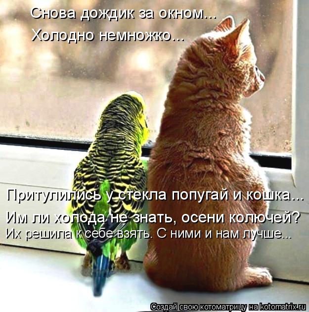 Котоматрица: Снова дождик за окном... Холодно немножко... Притулились у стекла попугай и кошка... Им ли холода не знать, осени колючей? Их решила к себе взят