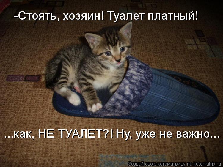 Котоматрица: -Стоять, хозяин! Туалет платный! ...как, НЕ ТУАЛЕТ?! Ну, уже не важно...