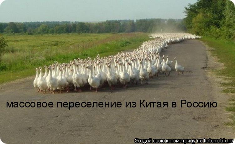 Котоматрица: массовое переселение из Китая в Россию