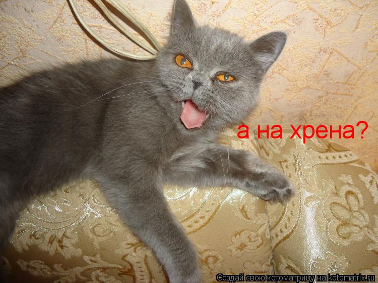 Котоматрица: а на хрена?