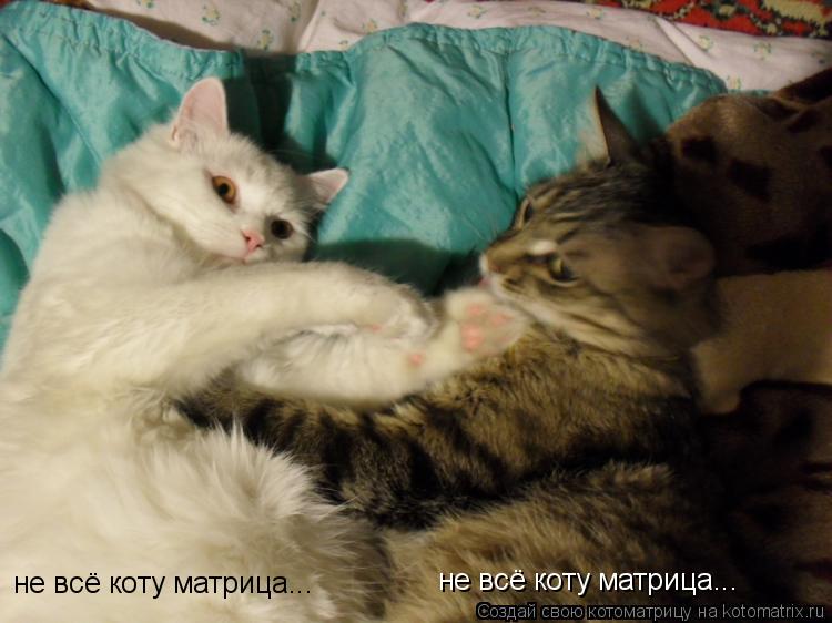 Котоматрица: не всё коту матрица... не всё коту матрица...