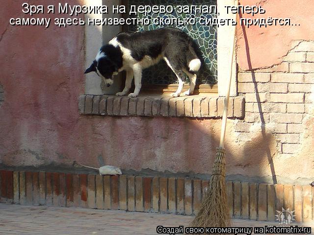 Котоматрица: Зря я Мурзика на дерево загнал, теперь  самому здесь неизвестно сколько сидеть придётся...
