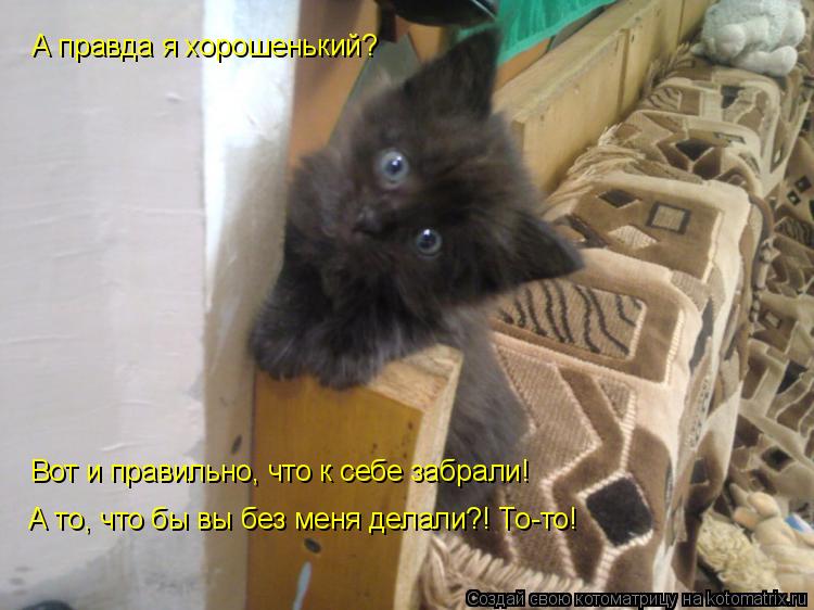 Котоматрица: А правда я хорошенький?  Вот и правильно, что к себе забрали! А то, что бы вы без меня делали?! То-то!