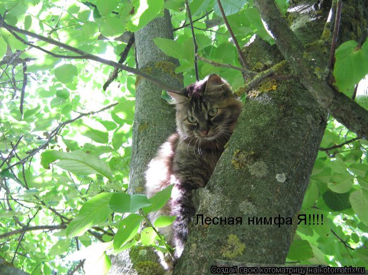 Котоматрица: Лесная нимфа Я!!!!