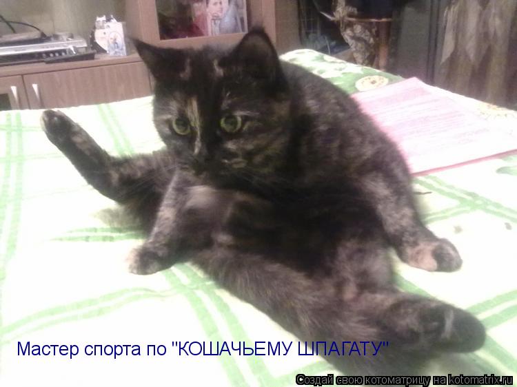 Котоматрица: Мастер спорта по "КОШАЧЬЕМУ ШПАГАТУ"