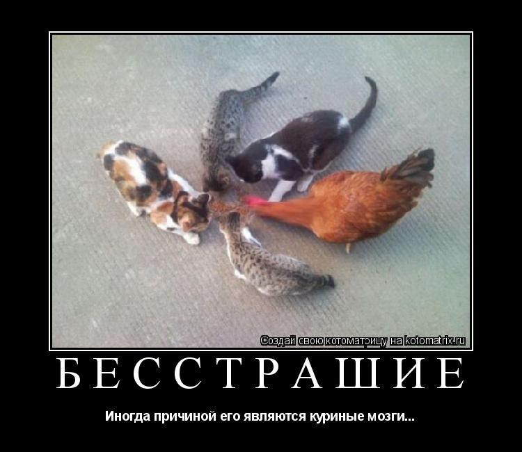 БЕССТРАШИЕ Иногда причиной его являются куриные мозги...... Котоматрица: БЕССТРАШИЕ Иногда причиной его являются куриные мозги...