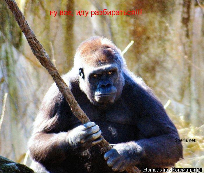 Котоматрица: ну все, иду разбираться!!!