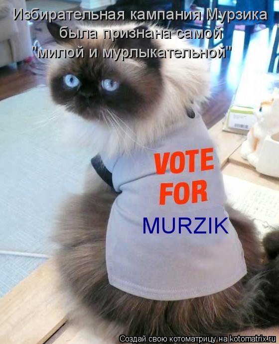 Котоматрица: Избирательная кампания Мурзика была признана самой "милой и мурлыкательной" MURZIK