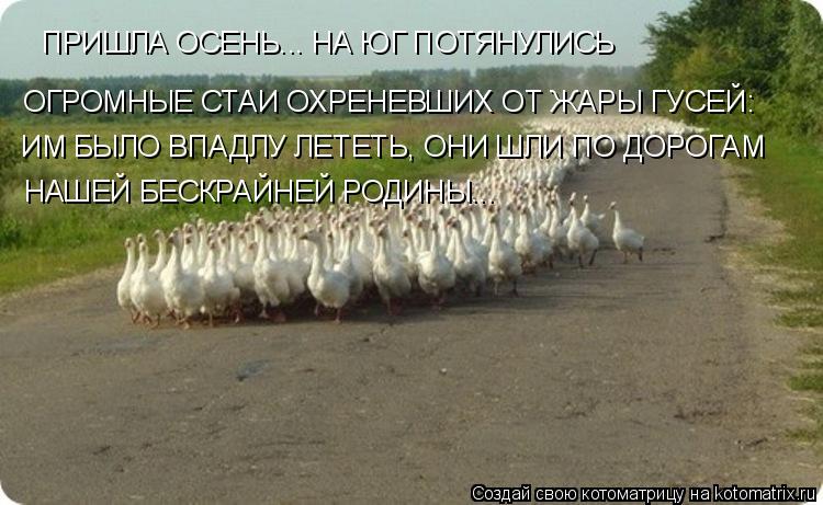 Котоматрица: ПРИШЛА ОСЕНЬ... НА ЮГ ПОТЯНУЛИСЬ ОГРОМНЫЕ СТАИ ОХРЕНЕВШИХ ОТ ЖАРЫ ГУСЕЙ: ИМ БЫЛО ВПАДЛУ ЛЕТЕТЬ, ОНИ ШЛИ ПО ДОРОГАМ НАШЕЙ БЕСКРАЙНЕЙ РОДИНЫ...