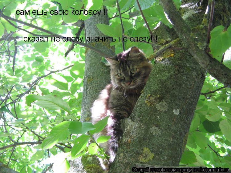 Котоматрица: сам ешь свою колбасу!!! сказал не слезу, значить не слезу!!!