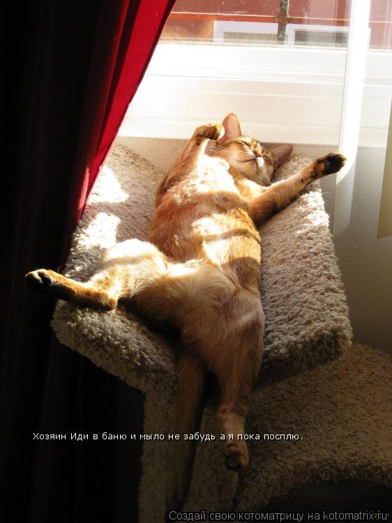 Котоматрица: Хозяин Иди в баню и мыло не забудь а я пока посплю.