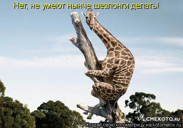 Котоматрица: Нет, не умеют нынче шезлонги делать!