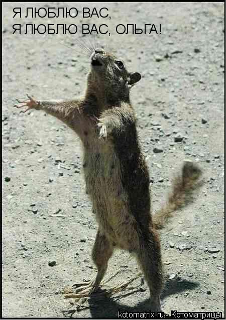 Котоматрица: Я ЛЮБЛЮ ВАС, Я ЛЮБЛЮ ВАС, ОЛЬГА!