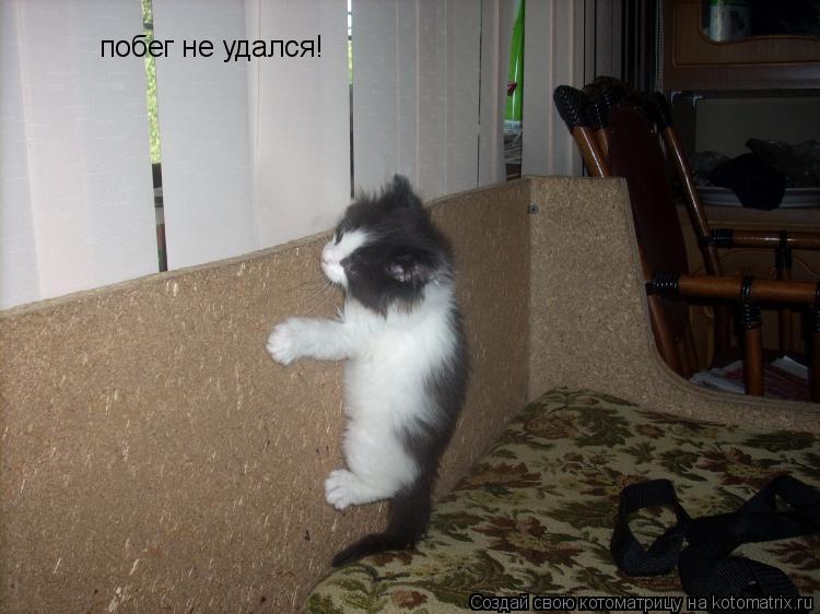 Котоматрица: побег не удался!