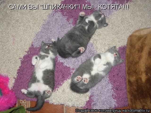 Котоматрица: САМИ ВЫ "ШПИКАЧКИ"! МЫ - КОТЯТА!!!