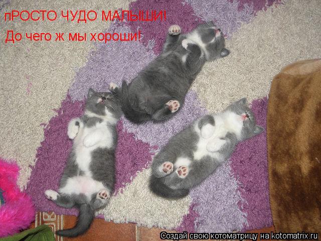 Котоматрица: пРОСТО ЧУДО МАЛЫШИ! До чего ж мы хороши!