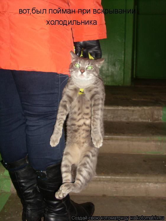 Котоматрица: вот,был пойман при вскрывании холодильника