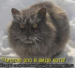 Котоматрица: !Чистое зло в виде кота!