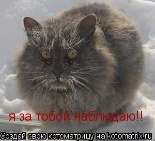 Котоматрица: я за тобой наблюдаю!!