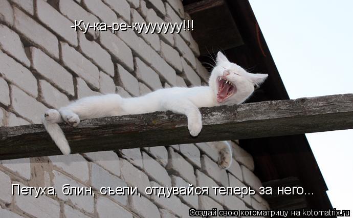 Котоматрица: -Ку-ка-ре-кууууууу!!! Петуха, блин, съели, отдувайся теперь за него...