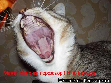 Мама! Молочка перфовор!! И по больше!... Котоматрица: Мама! Молочка перфовор!! И по больше!
