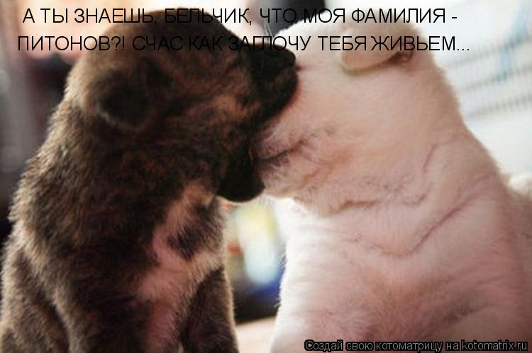 Котоматрица: А ТЫ ЗНАЕШЬ, БЕЛЬЧИК, ЧТО МОЯ ФАМИЛИЯ -  ПИТОНОВ?! СЧАС КАК ЗАГЛОЧУ ТЕБЯ ЖИВЬЕМ...