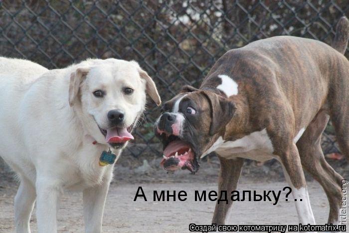 Котоматрица: А мне медальку?..