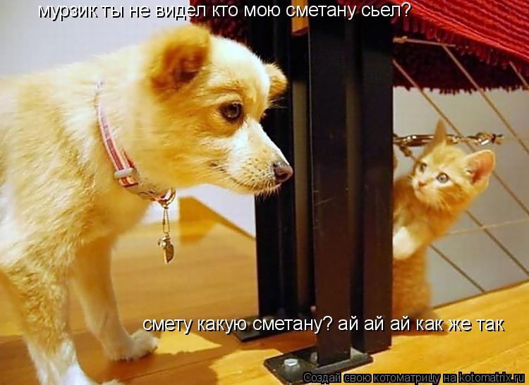 мурзик ты не видел кто мою сметану сьел? смету какую сметану? ай ай ай как же так... Котоматрица: мурзик ты не видел кто мою сметану сьел? смету какую сметану? ай ай ай как же так