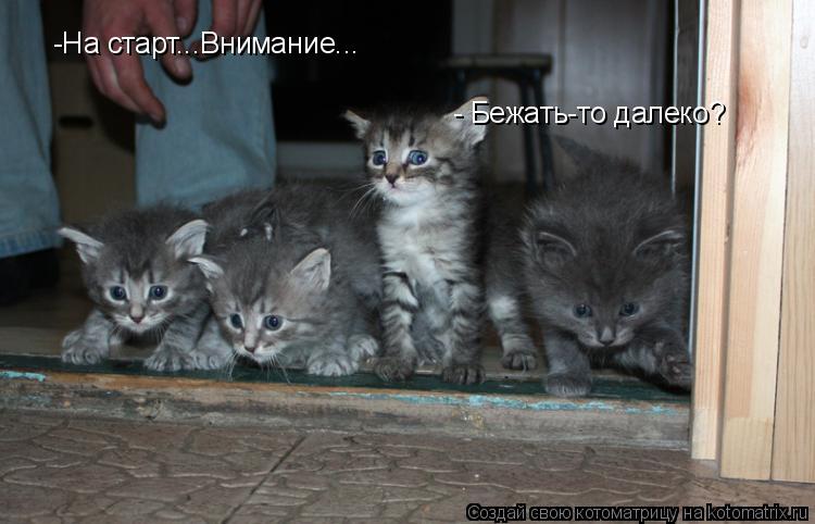 Котоматрица: -На старт...Внимание... - Бежать-то далеко?