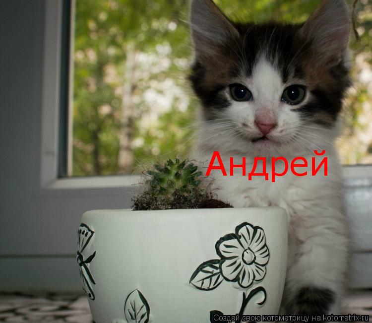 Котоматрица: Андрей