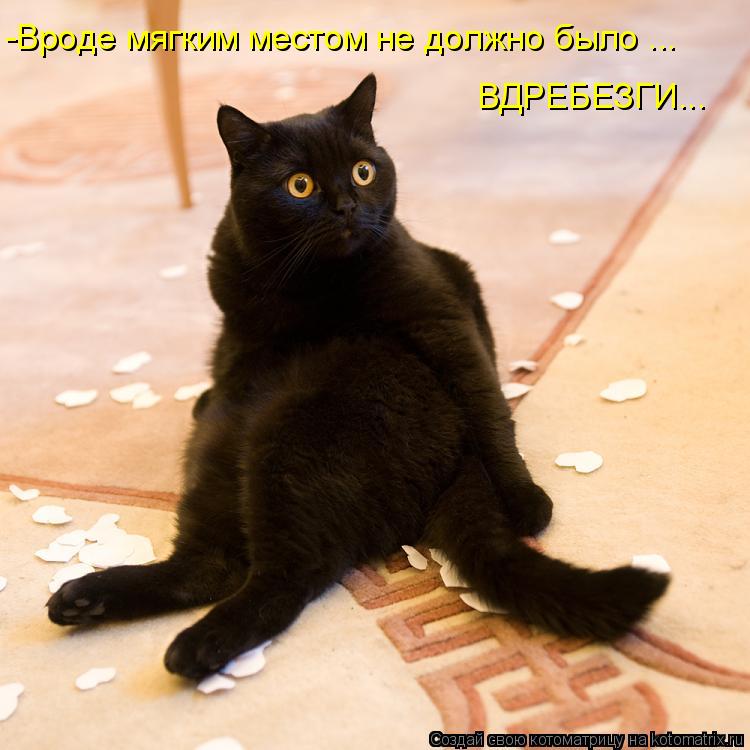 Котоматрица: -Вроде мягким местом не должно было ... ВДРЕБЕЗГИ...