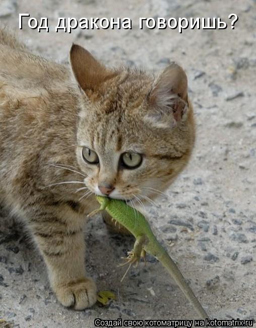 Котоматрица: Год дракона говоришь?