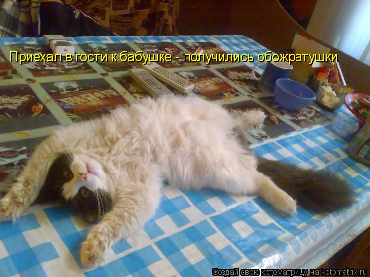 Котоматрица: Приехал в гости к бабушке - получились обожратушки