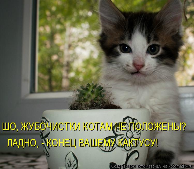 Котоматрица: ШО, ЖУБОЧИСТКИ КОТАМ НЕ ПОЛОЖЕНЫ? ЛАДНО, - КОНЕЦ ВАШЕМУ КАКТУСУ!
