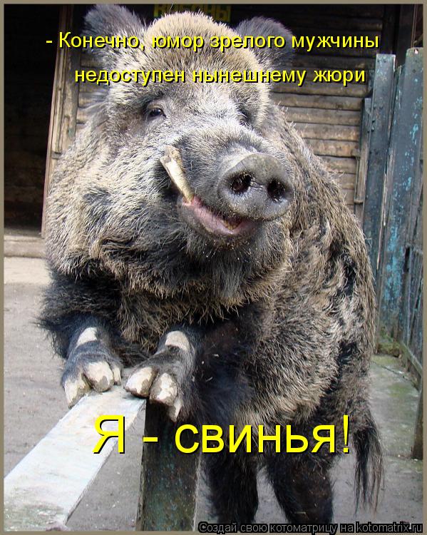 Котоматрица: - Конечно, юмор зрелого мужчины недоступен нынешнему жюри Я - свинья!
