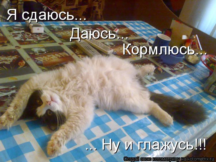 Котоматрица: ... Ну и глажусь!!! Я сдаюсь... Кормлюсь... Даюсь...