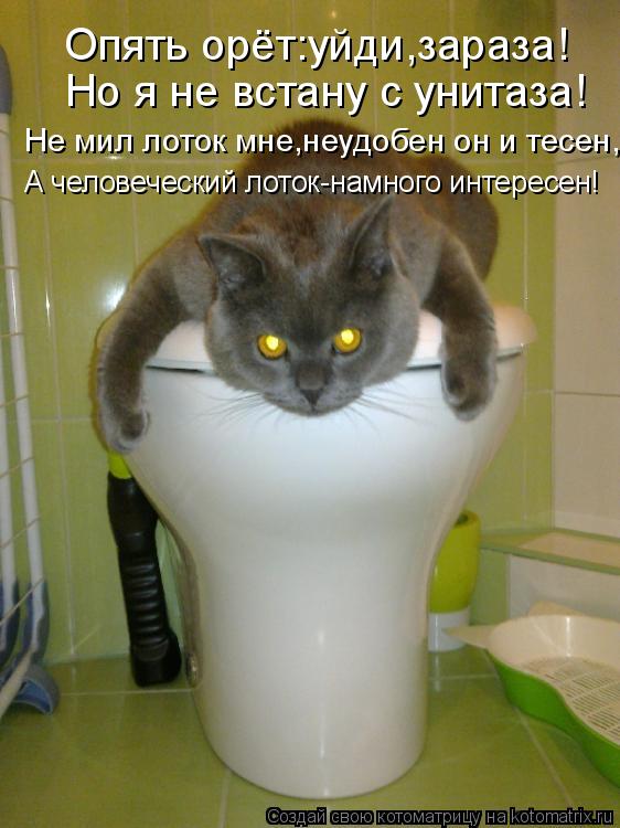 Котоматрица: Опять орёт:уйди,зараза! Но я не встану с унитаза! Не мил лоток мне,неудобен он и тесен, А человеческий лоток-намного интересен!