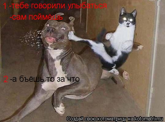 Котоматрица: -тебе говорили улыбаться -а бъёшь то за что -сам поймёшь 2 1