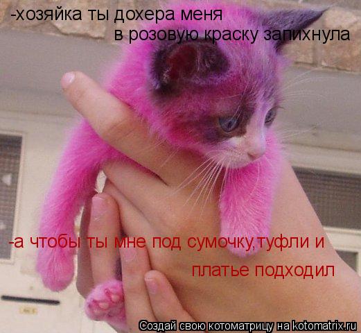 Котоматрица: -хозяйка ты дохера меня  в розовую краску запихнула -а чтобы ты мне под сумочку,туфли и платье подходил
