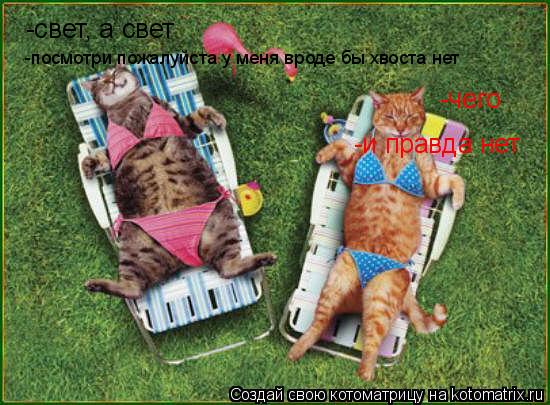 Котоматрица: -свет, а свет -чего -посмотри пожалуйста у меня вроде бы хвоста нет -и правда нет