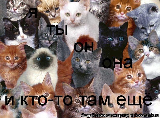Котоматрица: я ты он она и кто-то там ещё
