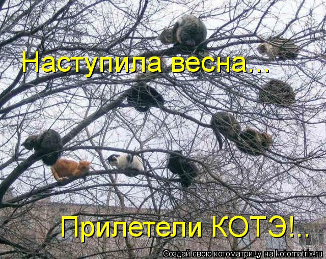 Котоматрица: Наступила весна... Прилетели КОТЭ!..