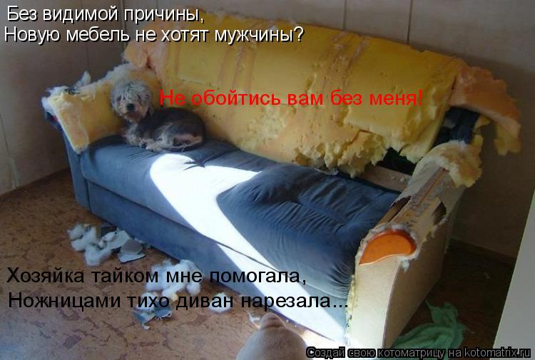 Котоматрица: Без видимой причины, Новую мебель не хотят мужчины? Хозяйка тайком мне помогала, Ножницами тихо диван нарезала... Не обойтись вам без меня!