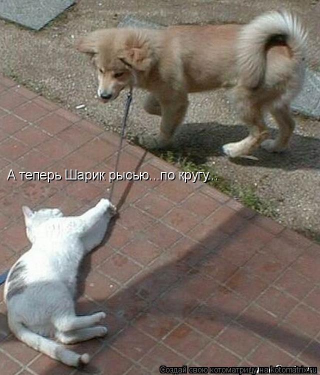 А теперь Шарик рысью...по кругу...... Котоматрица: А теперь Шарик рысью...по кругу...