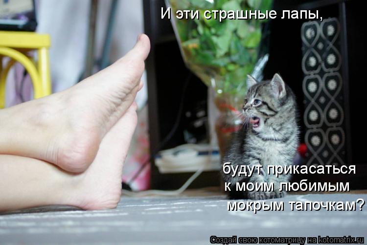 Котоматрица: И эти страшные лапы, будут прикасаться к моим любимым мокрым тапочкам?