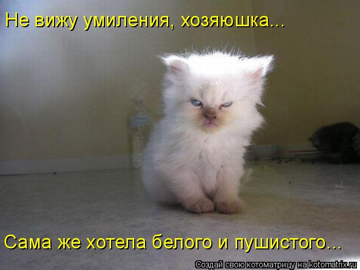 Котоматрица: Не вижу умиления, хозяюшка... Сама же хотела белого и пушистого...